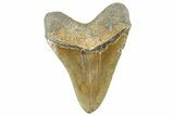 Serrated, Fossil Megalodon Tooth - North Carolina #365009-2